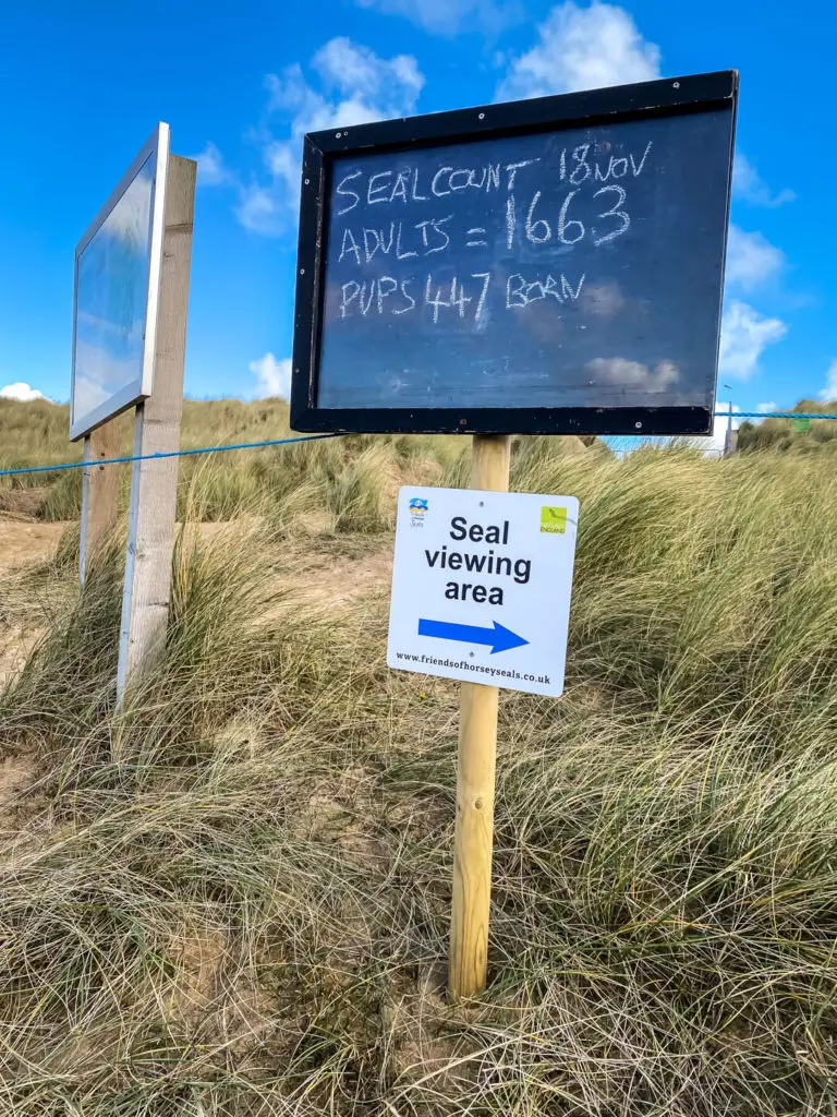 Guide to Seeing the Horsey Beach Seals