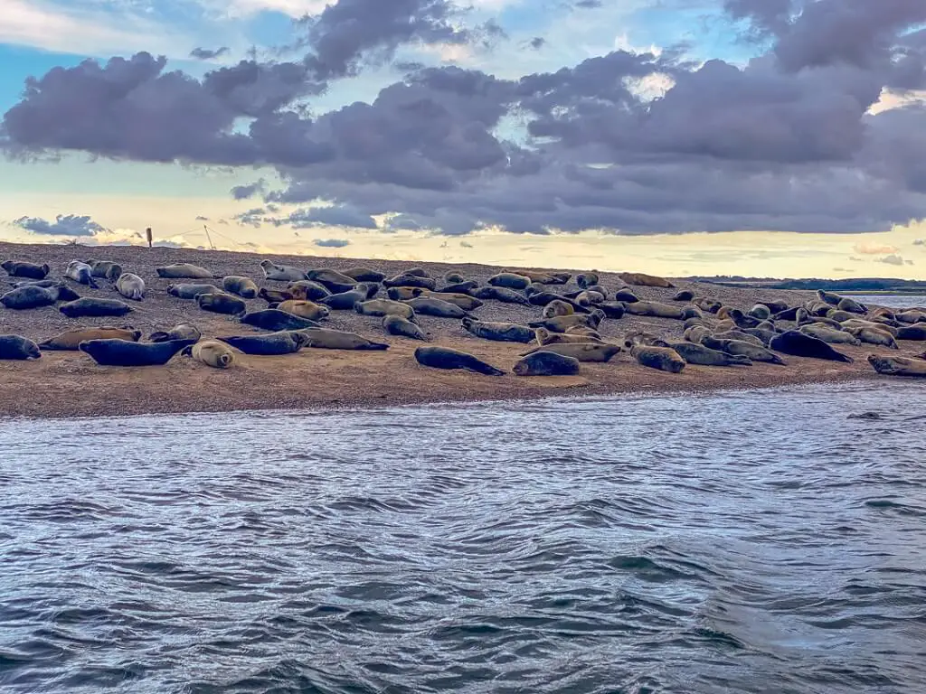 seals laying on the beach at blakeney point in Norfolk