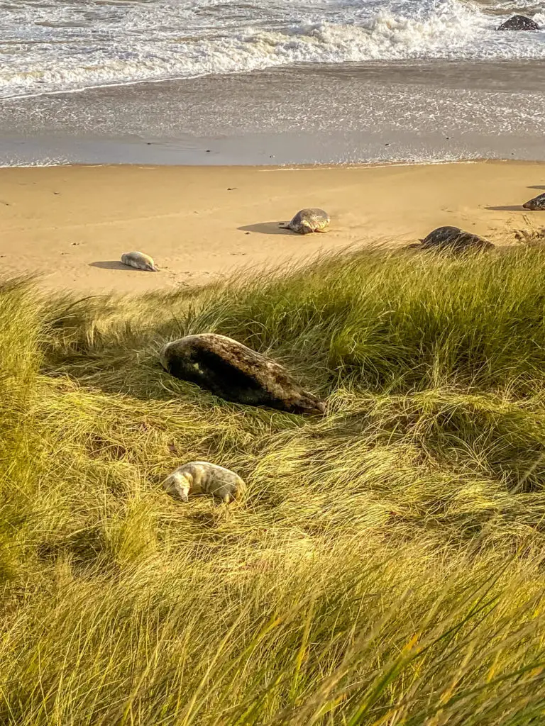 mother and baby seal reasting in the dunes with more seals in the background on the beach