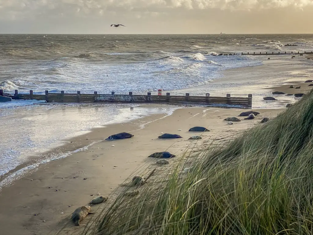 view of horsey beach with lots of seals laying around