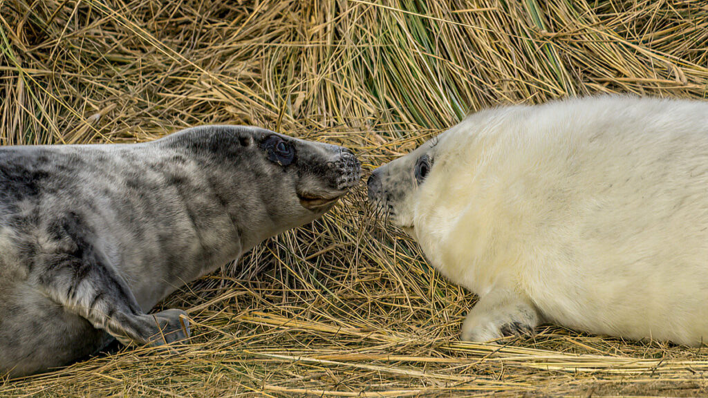 closeup of two seals rubbing noses