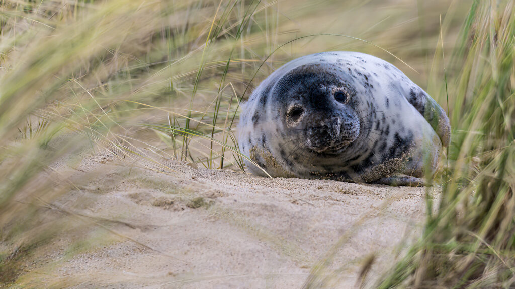 seal pup in the dunes at Winterton