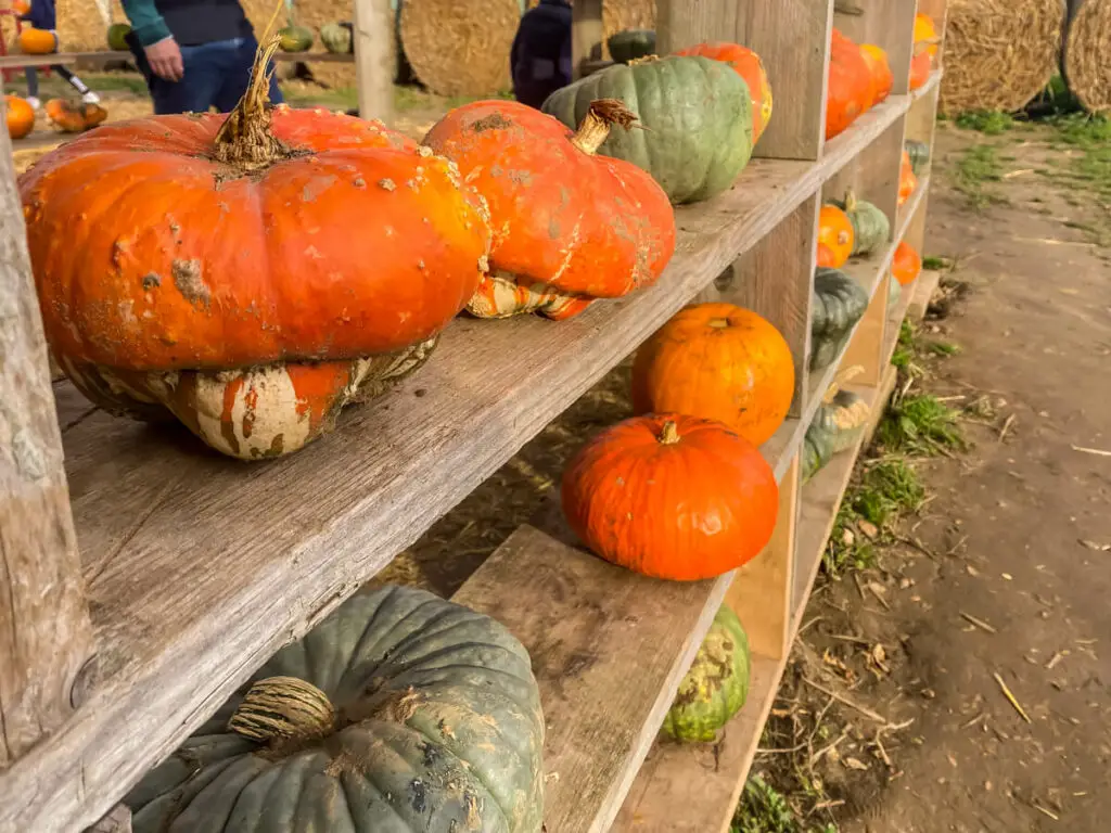 selection of different pumpkins