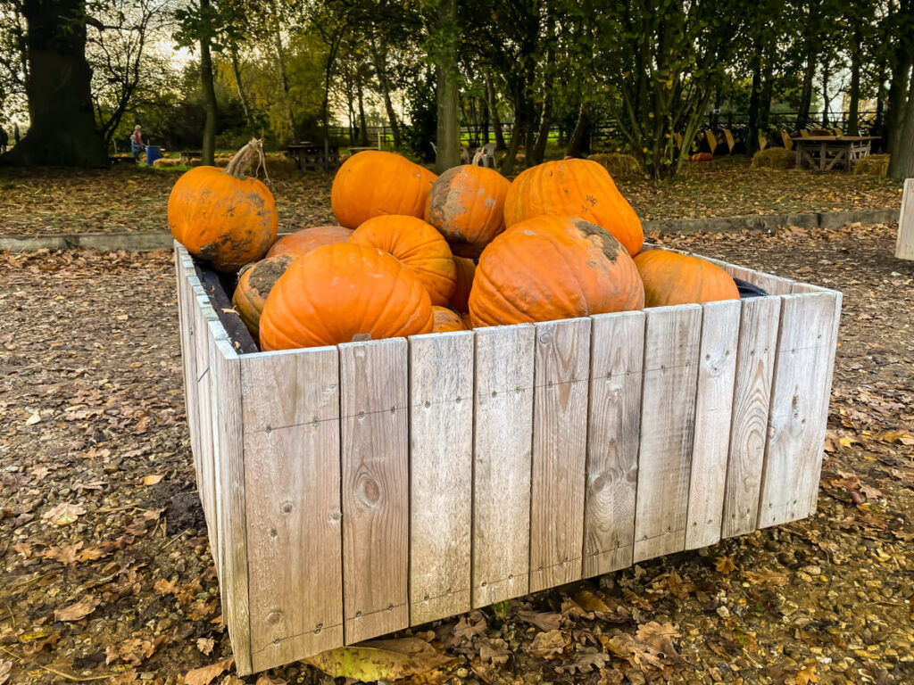 pumpkins in a large wood box