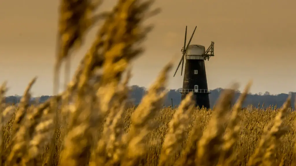 berney arms windmill through the reeds