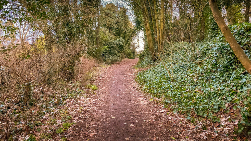 path through woodland area