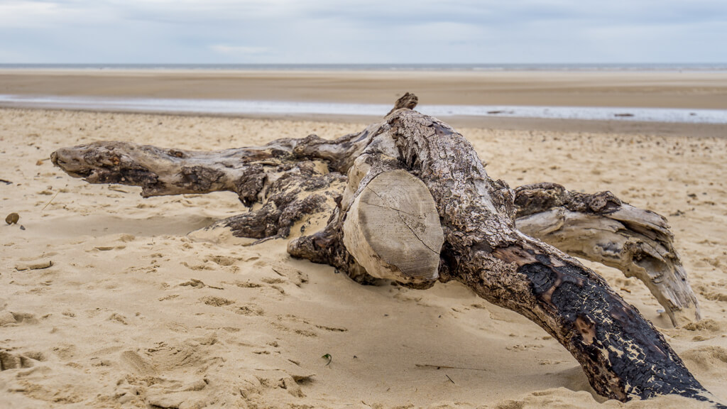driftwood on the beach at wells next the sea