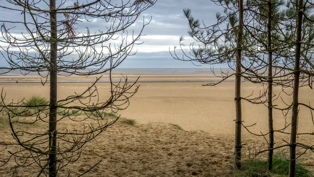 view of the large sand beach through the trees at wells next the sea