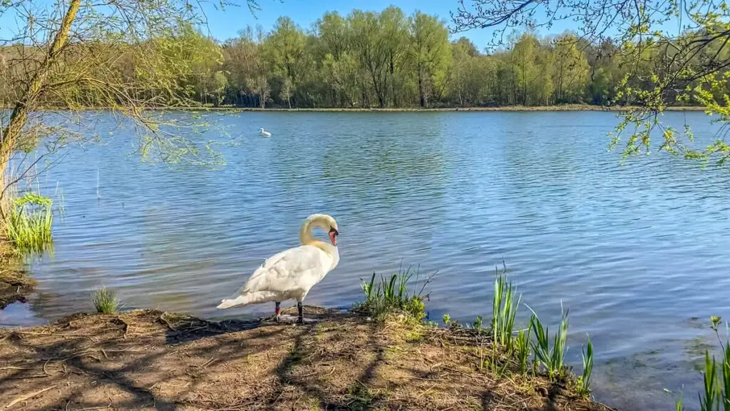 view of a swan by whitlingham great broad