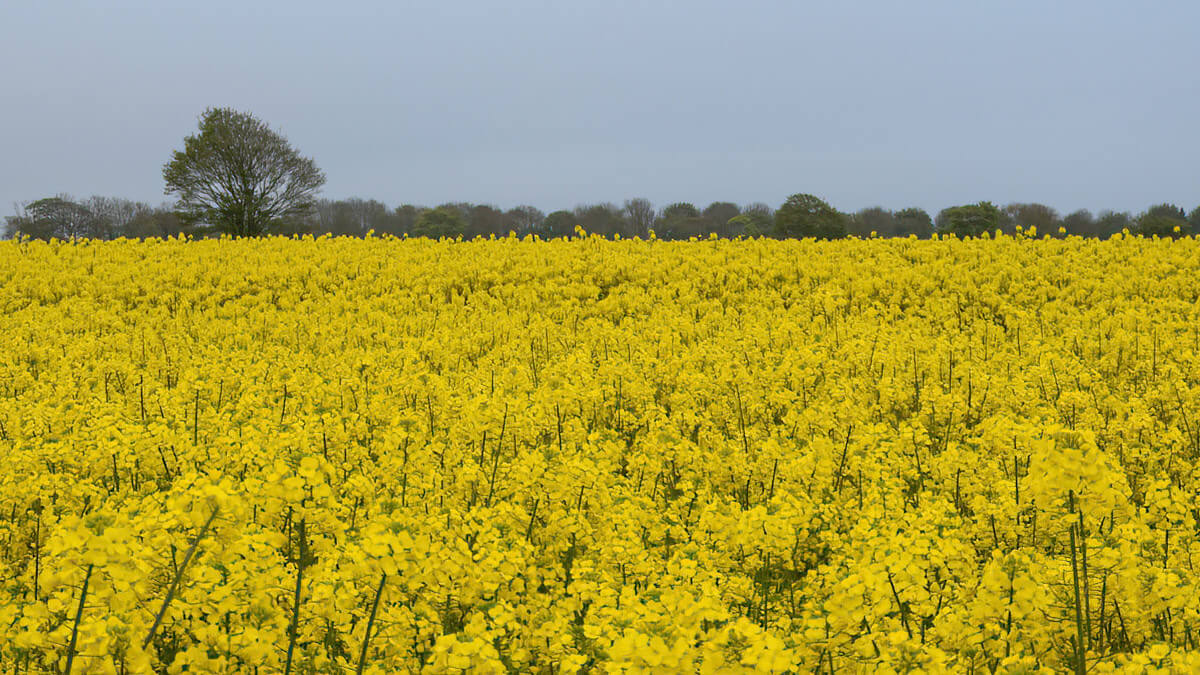 rapeseed field in bloom near Horsey in Norfolk in April
