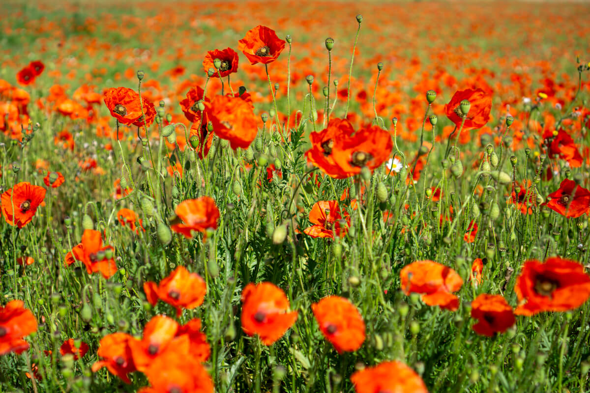 close up of a field of poppies in Norfolk