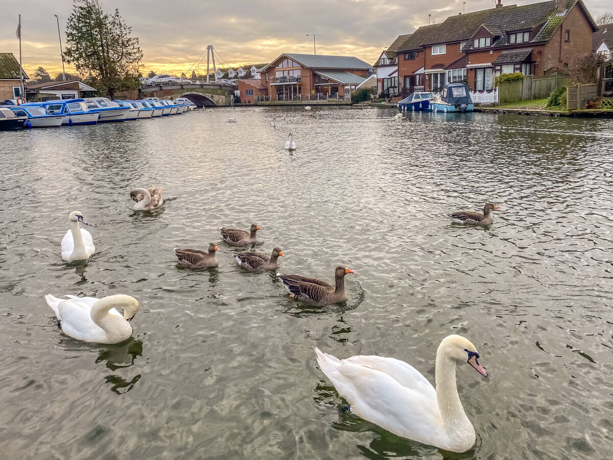 swans and ducks in the water in wroxham