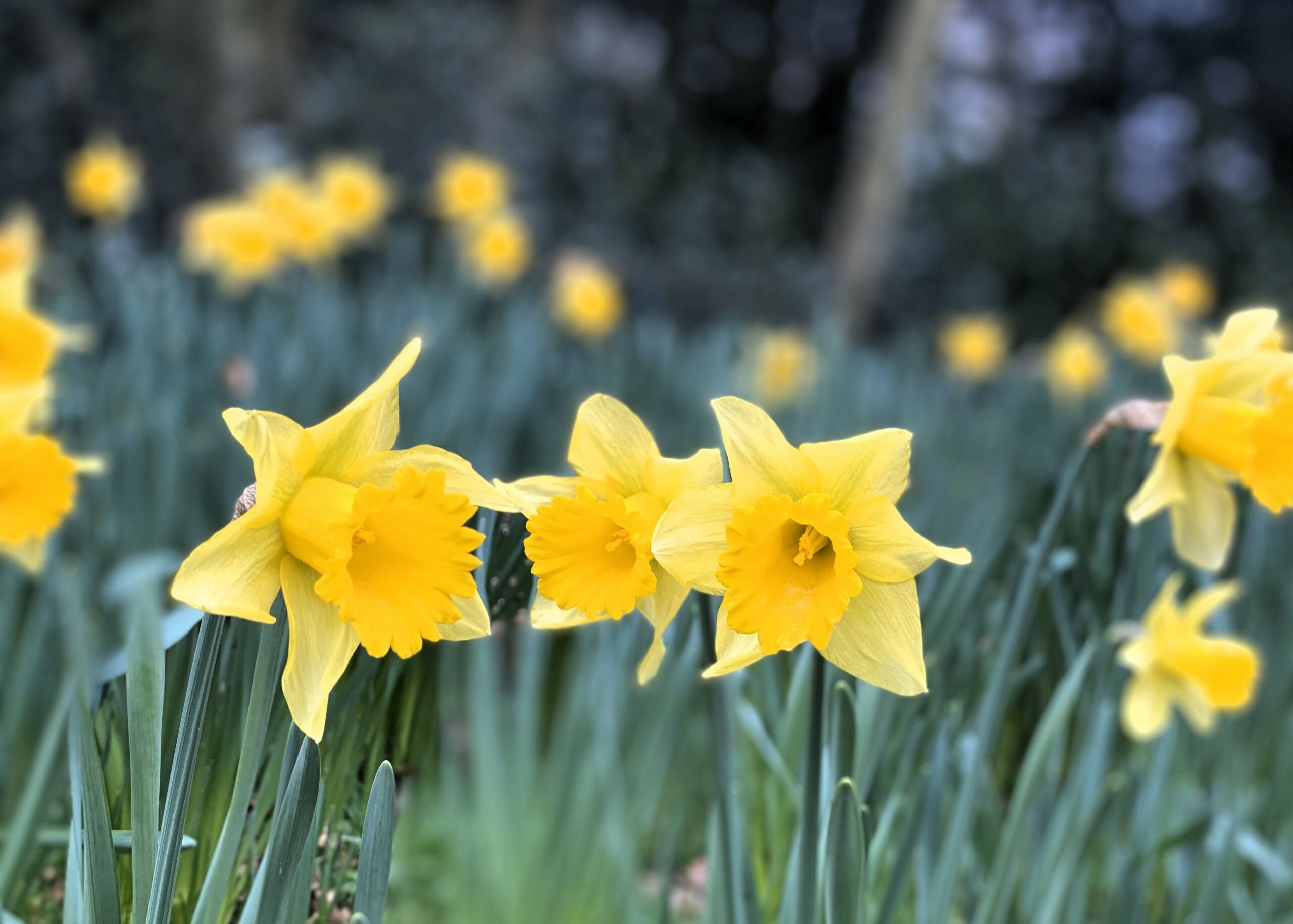 closeup of daffodils at Blickling Estate in Norfolk