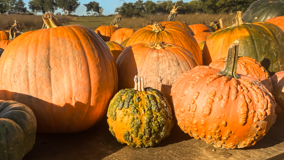 close up of various pumpkins from the Haha Farm in Norfolk in October