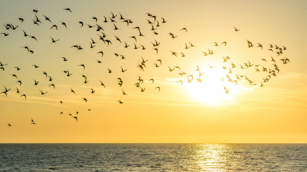 birds flying in front of the sunset over the water