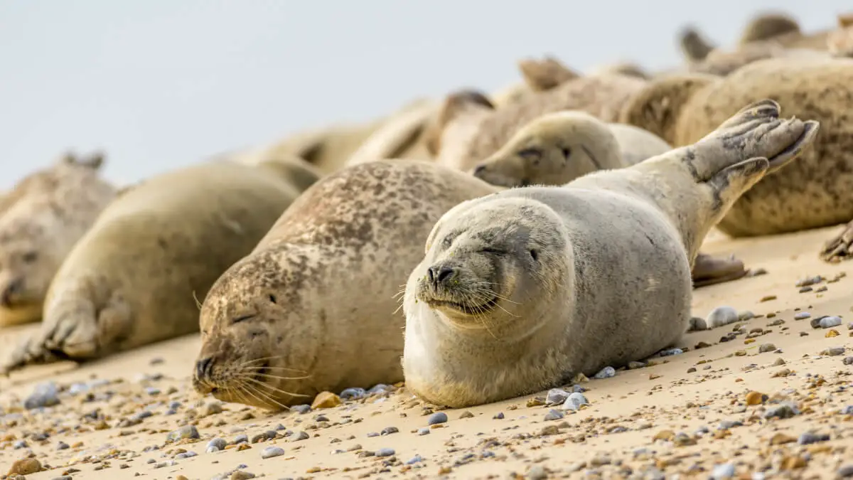 common seals on the beach, one looks like he/she is winking