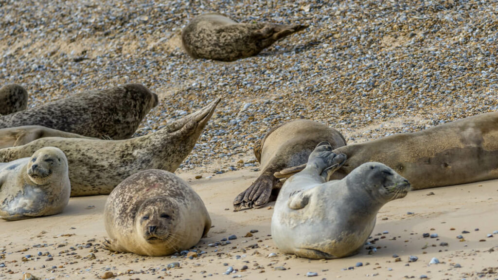 closer view of common seals lying on the beach at blakeney point
