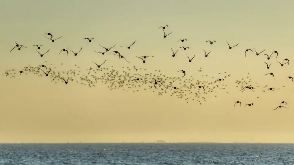 birds (some closer to the camera than others) in flight over the Wash at high tide