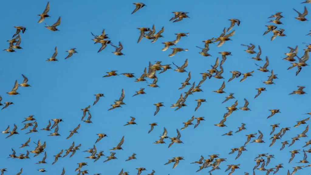 closer view of the knots flying in the sky