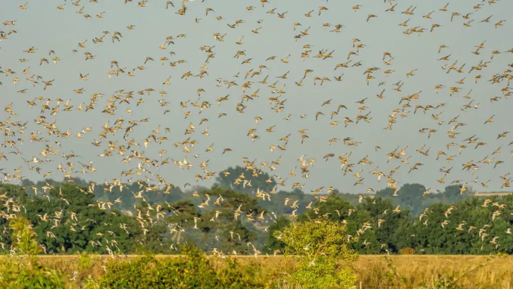 lots of knots flying over the pits at RSPB Snettisham