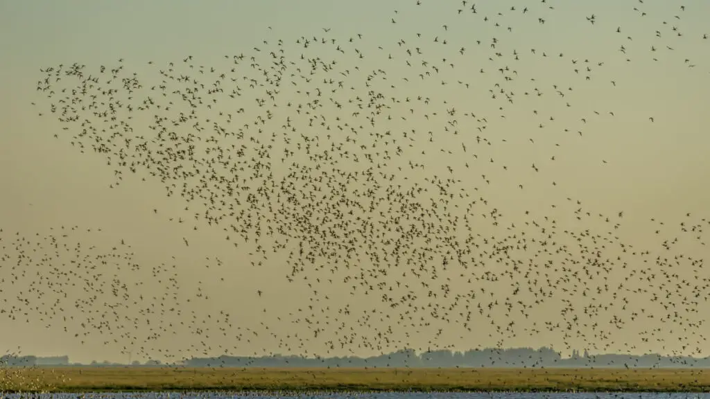 several large groups of knot over the Wash