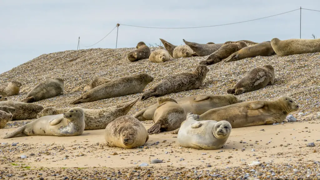 lots of seals lying on the beach at blakeney point