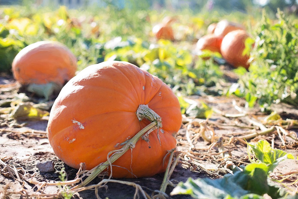 close up of pumpkins in pumpkin patch