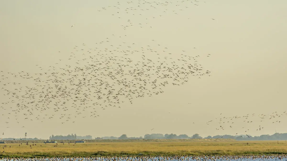 several groups of knots in flight with lots of knots also wading in the water