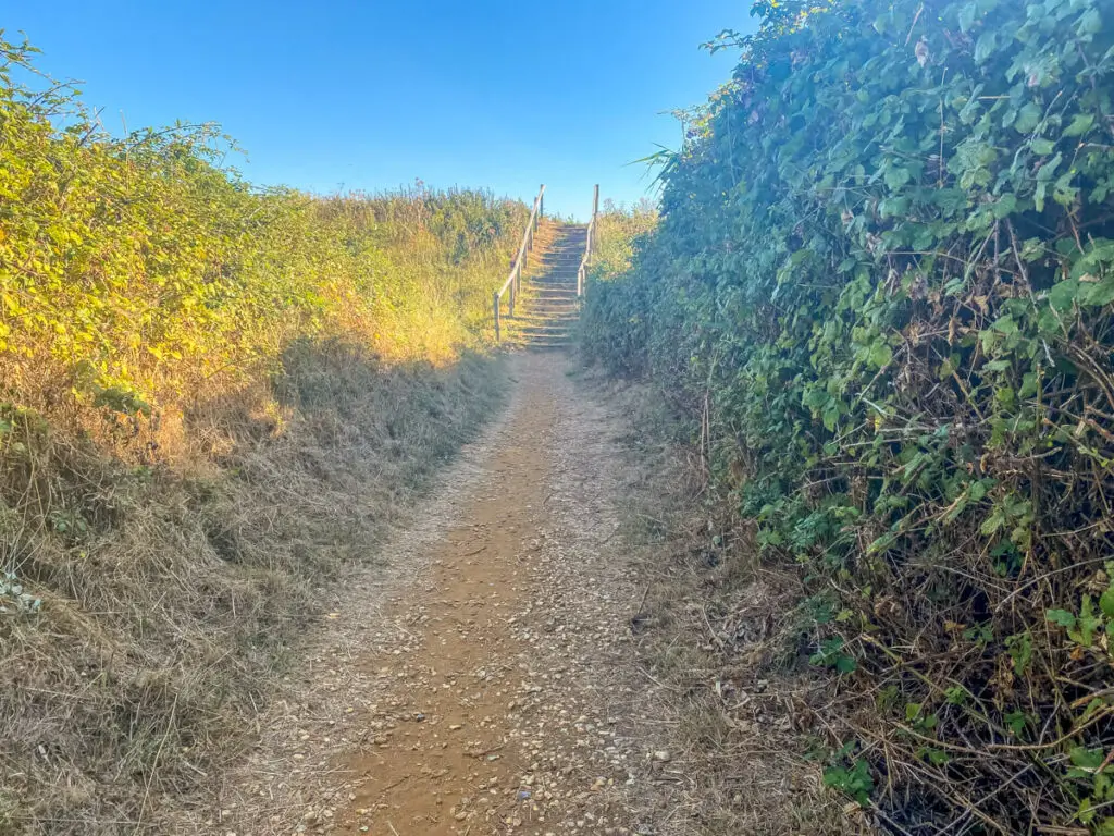 path with hedges on either side and stairs with handrails in the distance