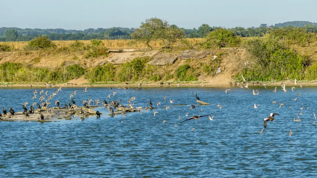 birds (knots mostly) flying around in the pit at RSPB Snettisham