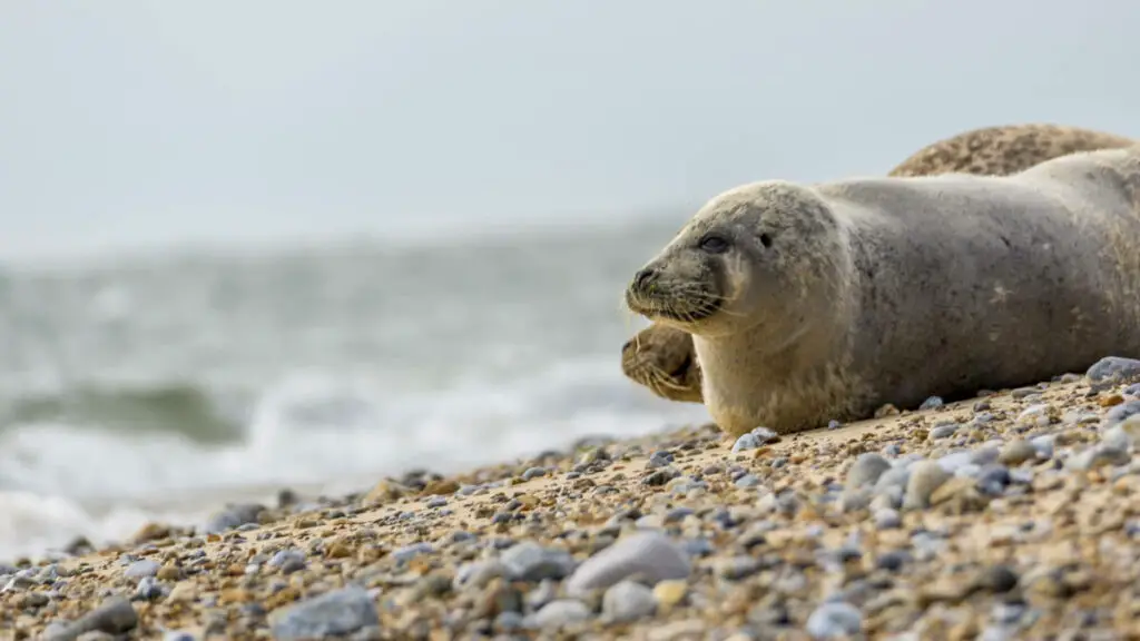 closeup of seal on blakeney point