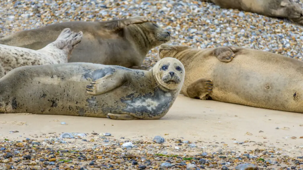 several seals lying on the beach at blakeney point, one is looking at the camera