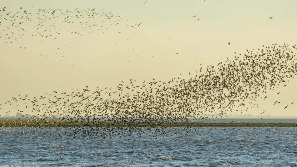 groups of knot (lots of them) flying over TheWash