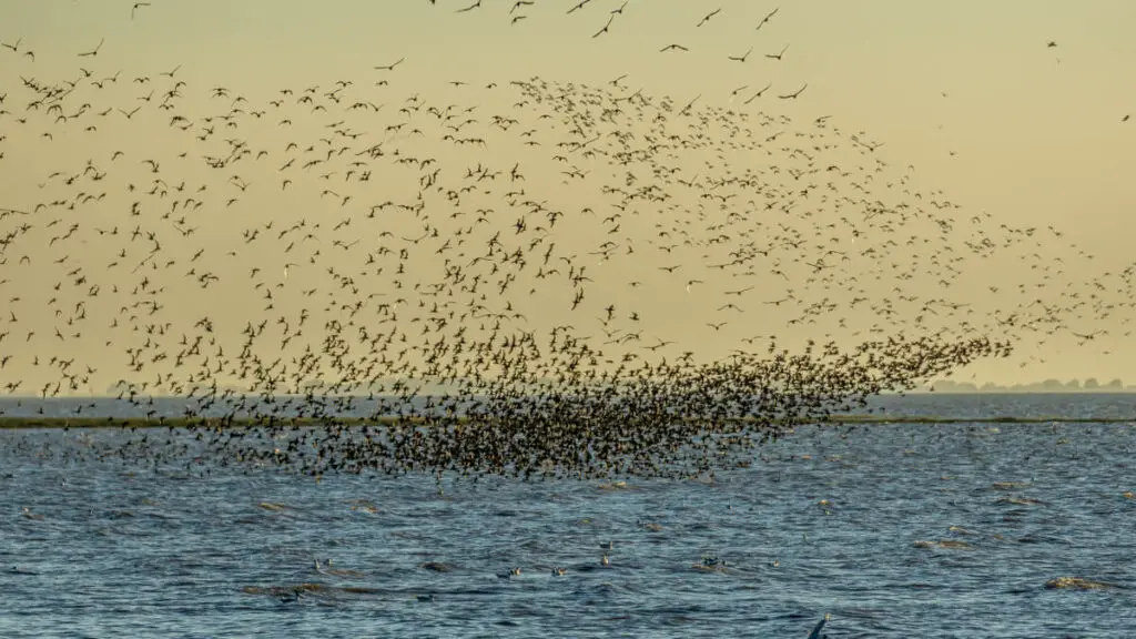 murmuration of knots over the water of the Wash