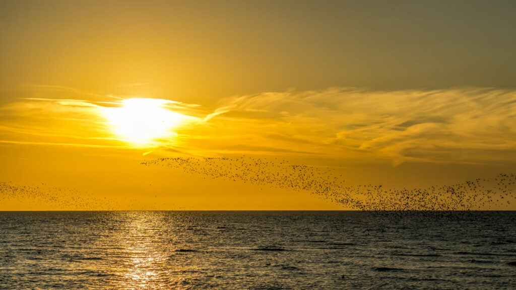 sunset over The Wash with a murmuration of knots