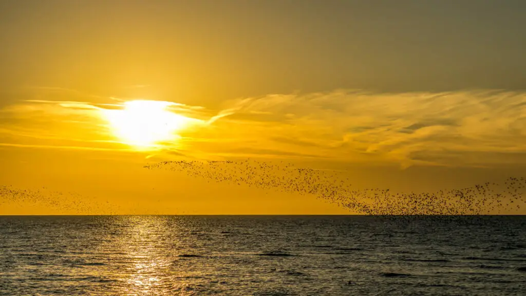 sunset over The Wash with a murmuration of knots