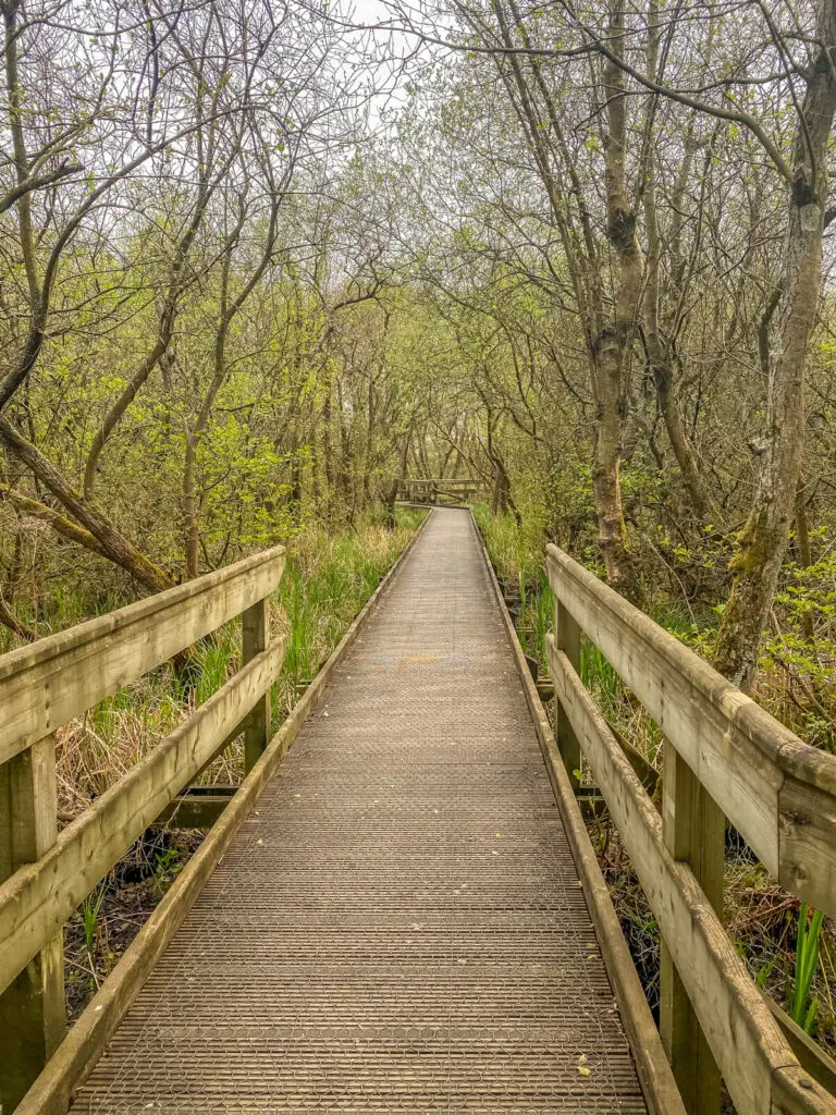 barton broad boardwalk that goes through the trees