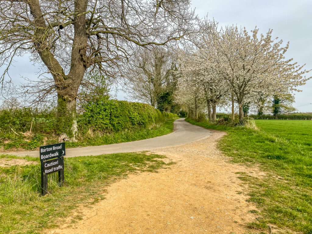 path leading to road with trees along the side