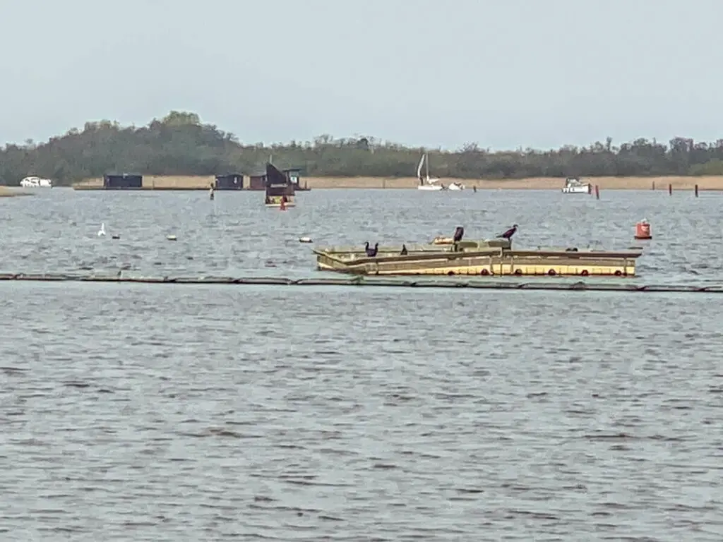 view of birds in the distance from the barton broad viewpoint