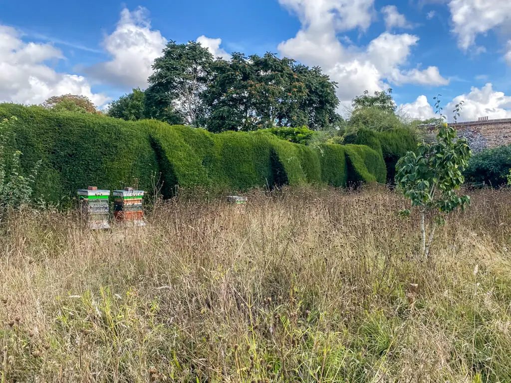 beehives by the hedges around the labyrinth
