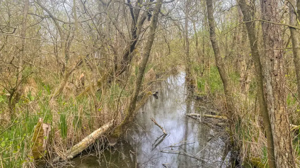 stream with trees on either side