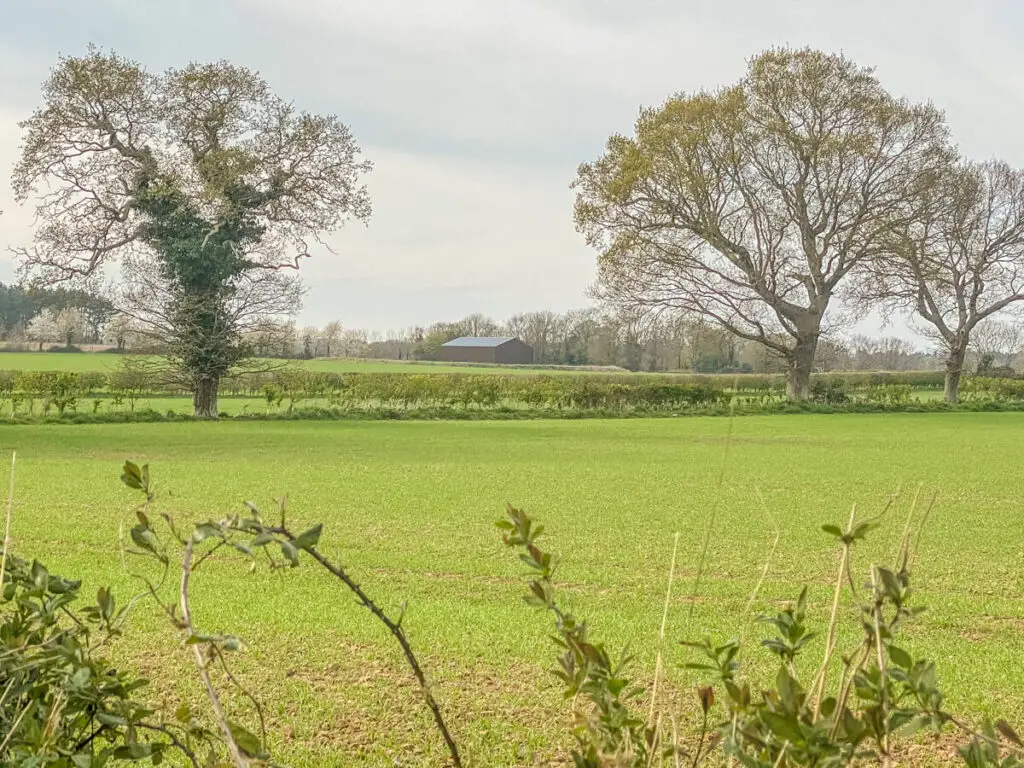 field with two trees