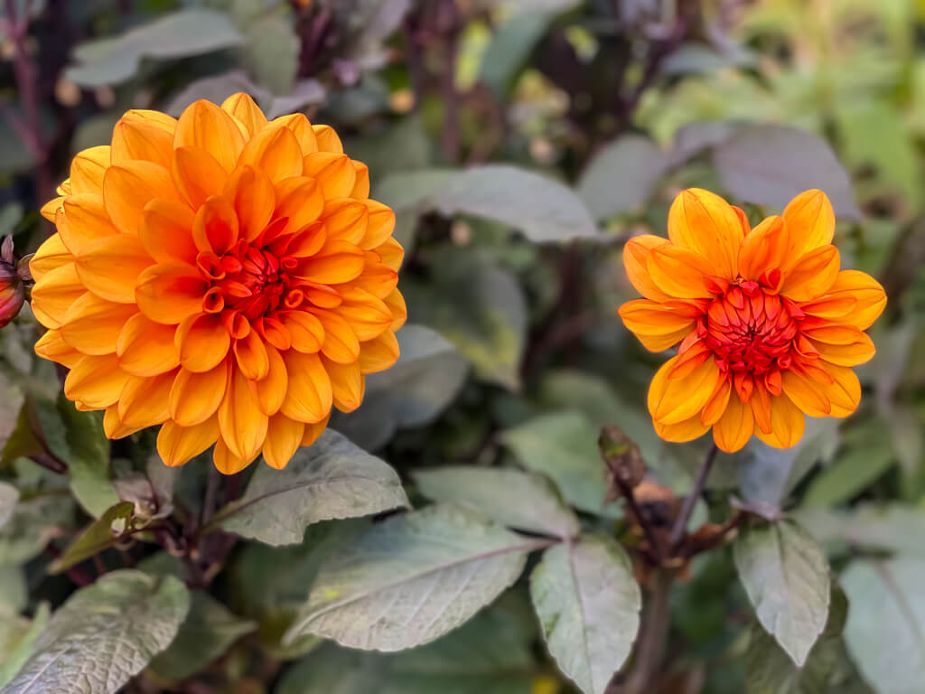 two orange flowers with slightly blurred leaves in the background