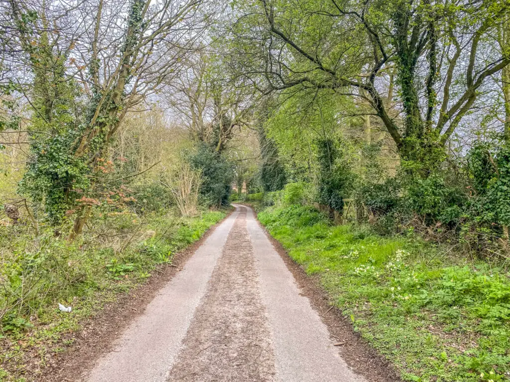 quiet narrow lane with trees on the side