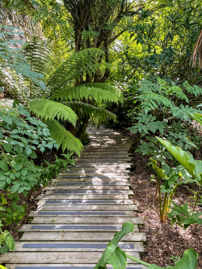 boardwalk going though area of ferns
