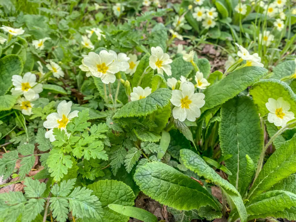 primroses we saw when we did the barton broad circular walk