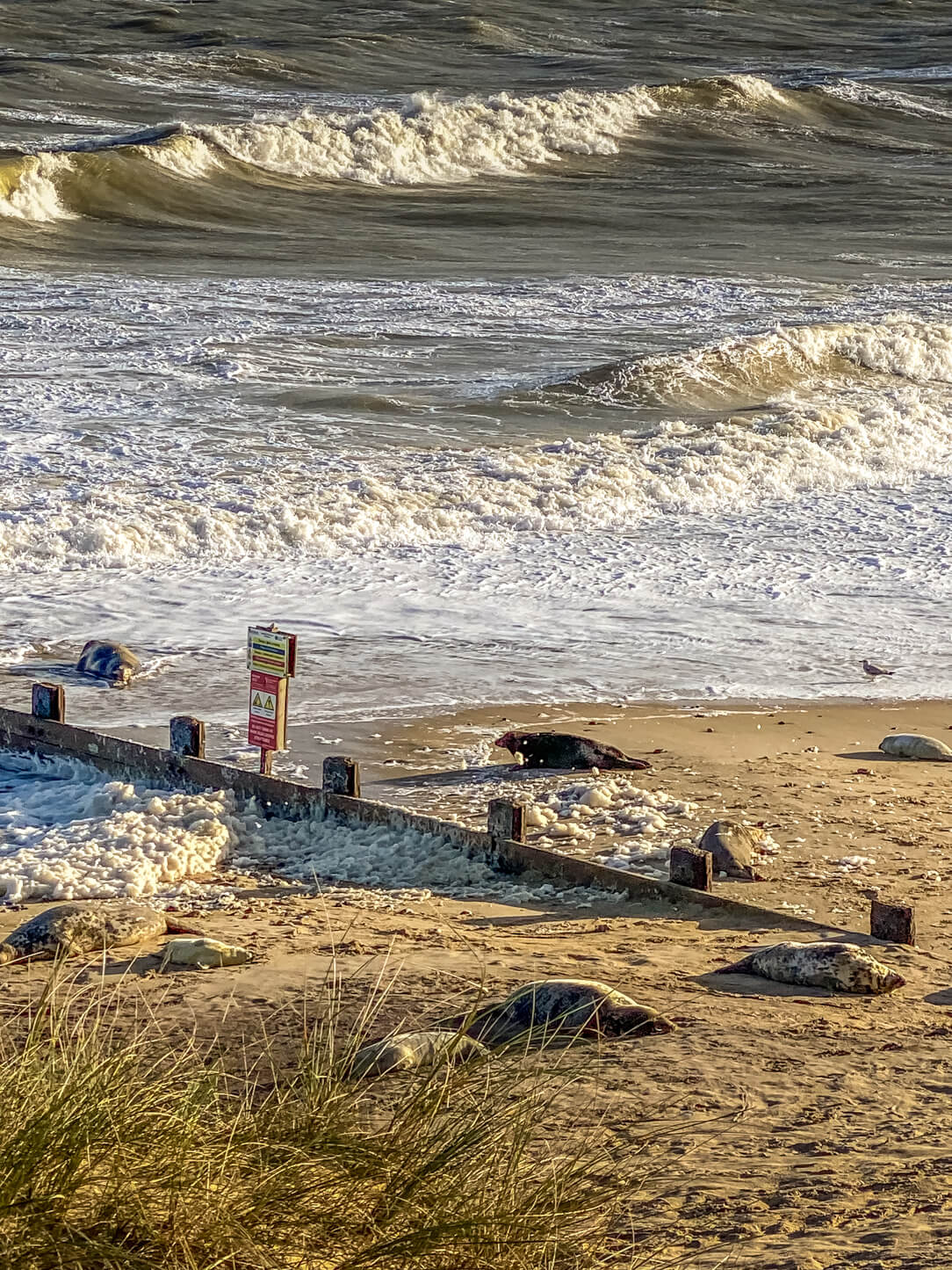 seals on horsey beach near the groin