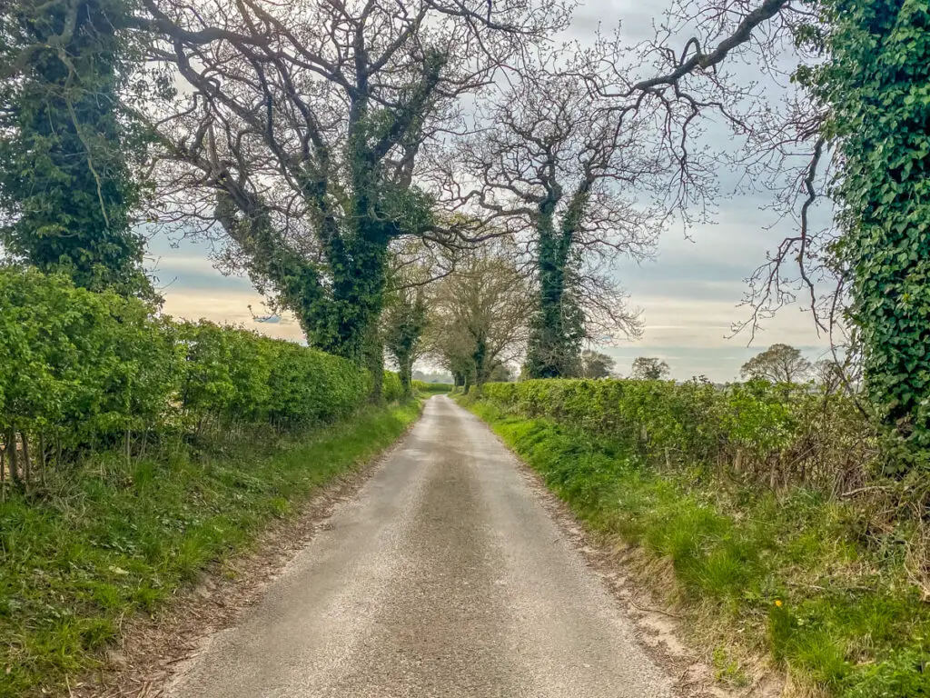 road with hedges and trees on the side