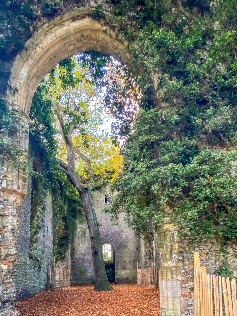 ruins of the church st mary east somerton with a tree in the middle and leaves covering some of the walls