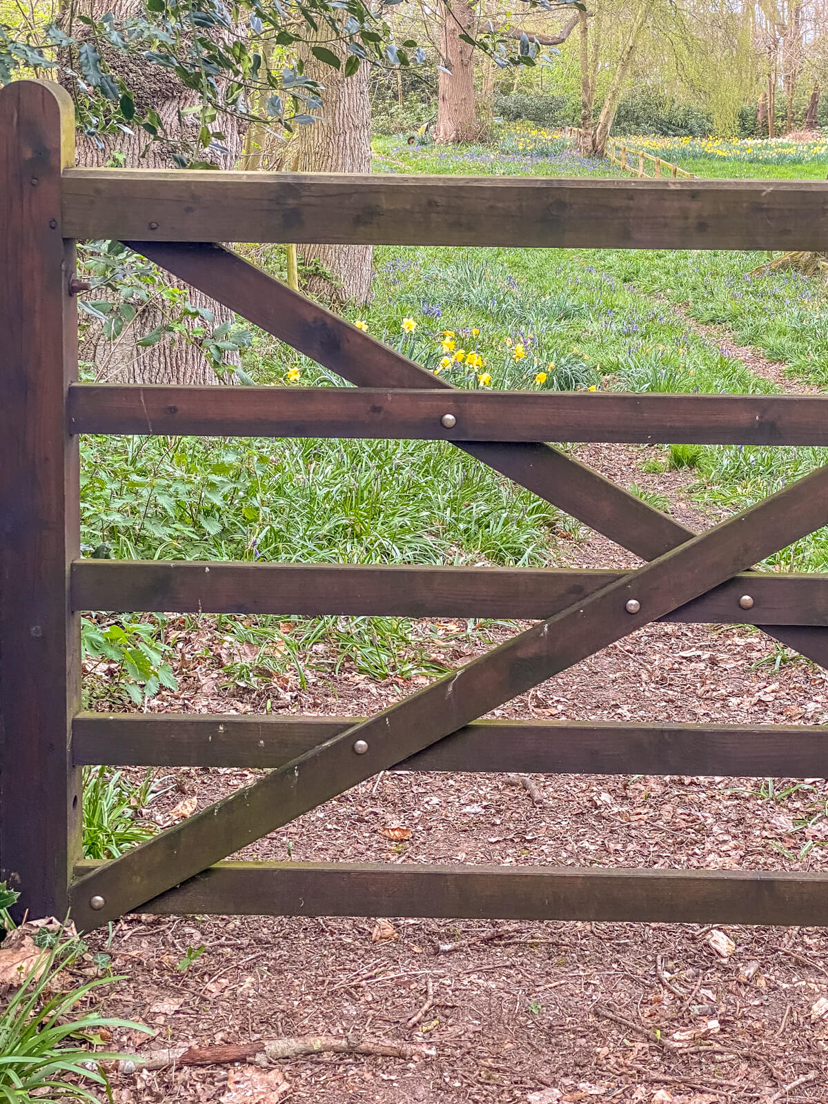 looking through a gate to green field with a few yellow flowers along the bartonbroad circular walk